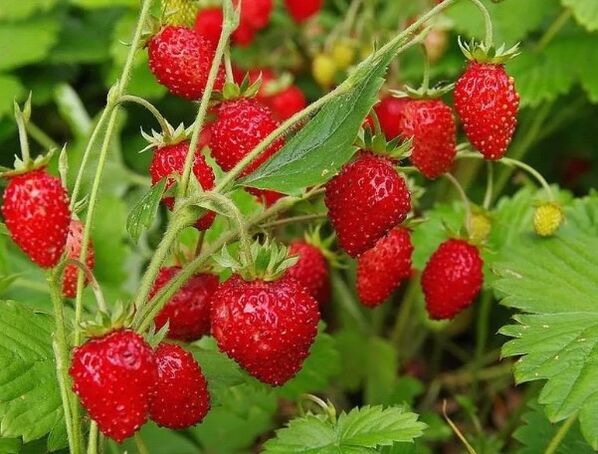 Bacche di fragole