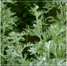 Wormwood dai parassiti