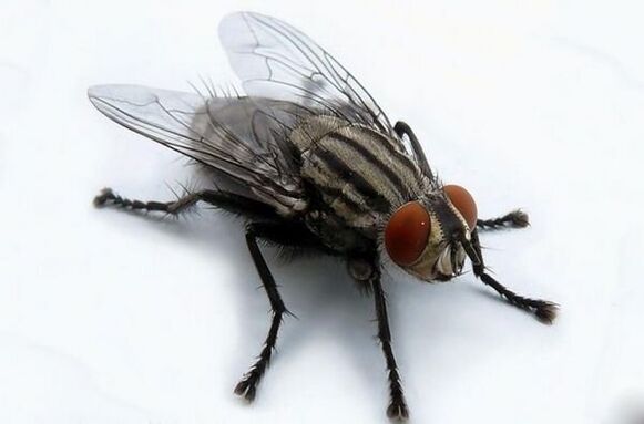 volare come portatore di parassiti umani