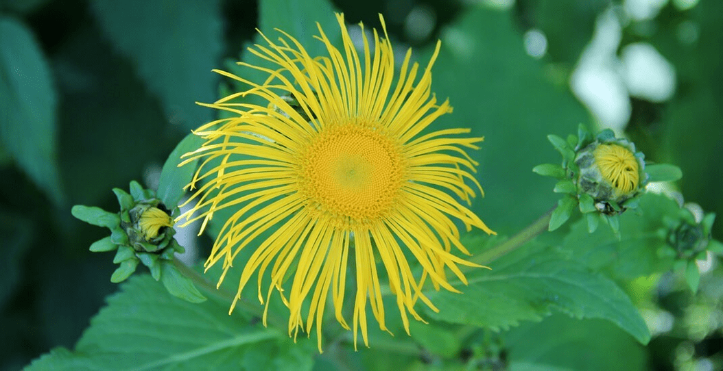 elecampane nella lotta contro i parassiti