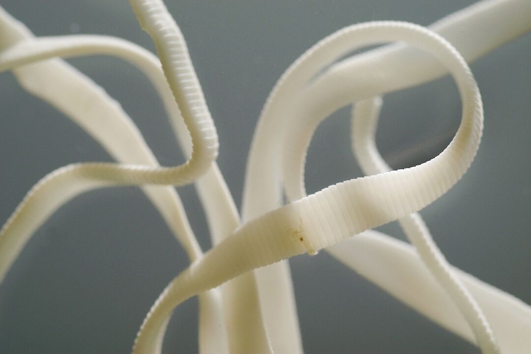 verme nematode umano