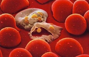 malaria plasmodium nel corpo umano